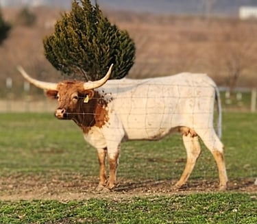 Dual Registered Miniature Longhorn cow