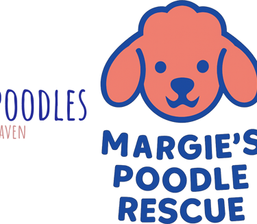 Margie's mini poodle and toy poodle rescue