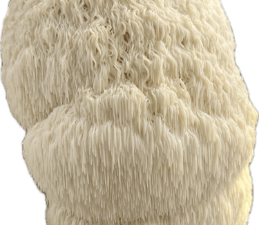 Fresh lion's mane mushroom showing its unique white icicle-like teeth against a black background.