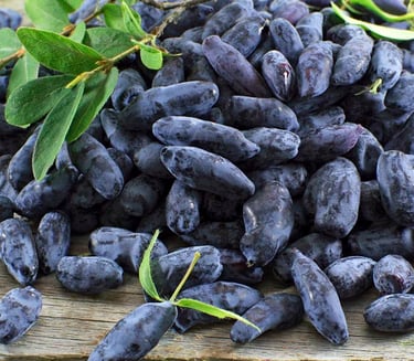 camerise - variété Aurora