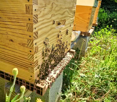 Ruche avec abeille à la ferme gourmande