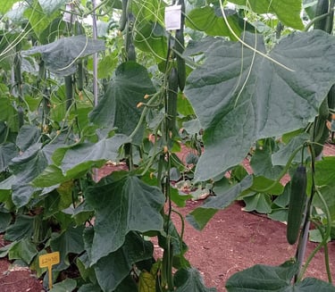 Pepino Origene Seeds
