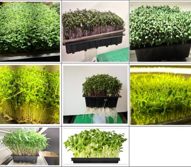 A collage of diverse microgreens growing in black trays, featuring pea shoots and radish sprouts.
