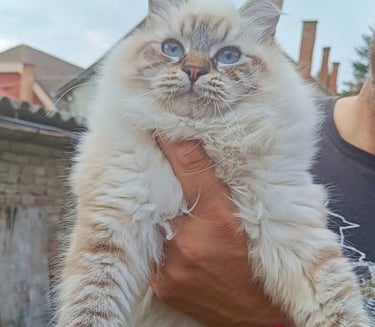 Siberian cat Igor