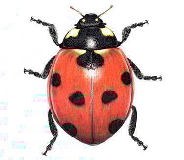 Lady bug illustration