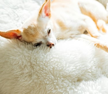 dog sleeping on a calming dog bed