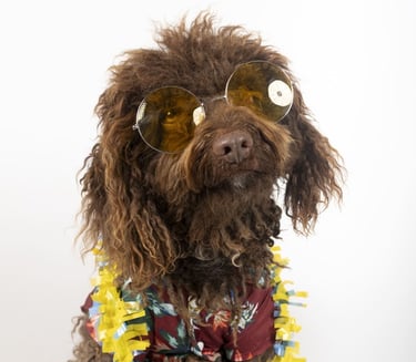 Perro cafe con lentes naranjas y camisa hawaiana en fondo gris claro
