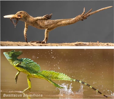lauffverhalten eudibamus vs basiliscus plumifrons