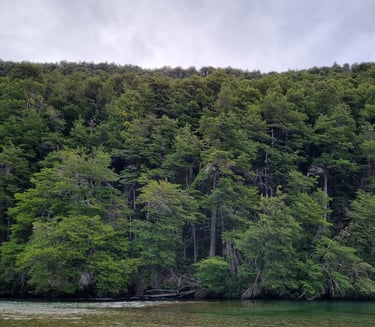 Bosque patagónico