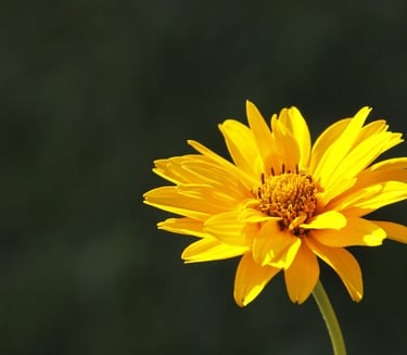 Arnica Elixir floral de l unité