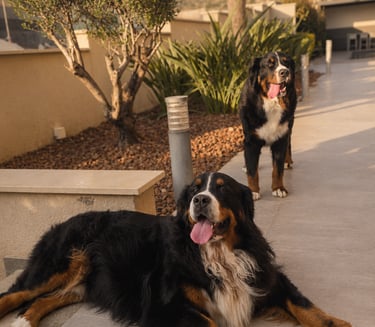 Dog sitting service in Limassol with happy dogs outdoors