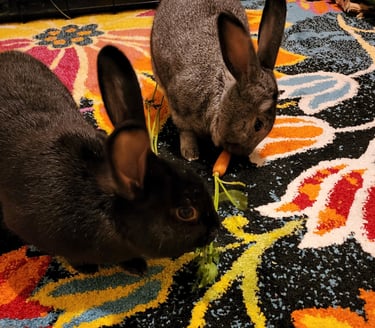 pet sitting two rabbits are eating a carrots on a rug bunny boarding 