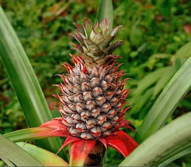 pineapple
