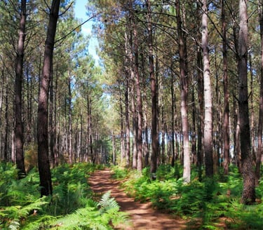 photo d'une forêt Landaise