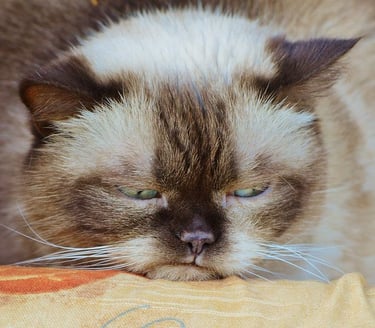 overwhelmed cat laying down