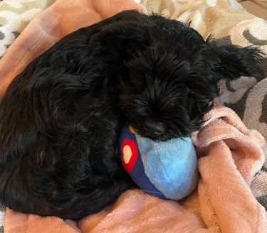 chiot schnauzer nain