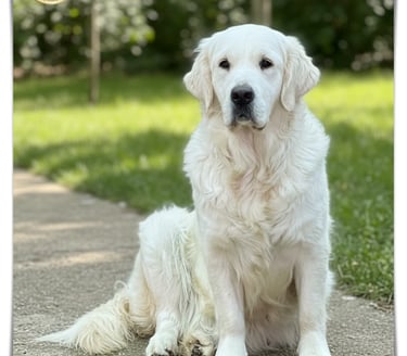 Shaila lovely female in SLeepysong Kennel