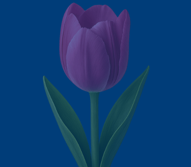 texas tulip