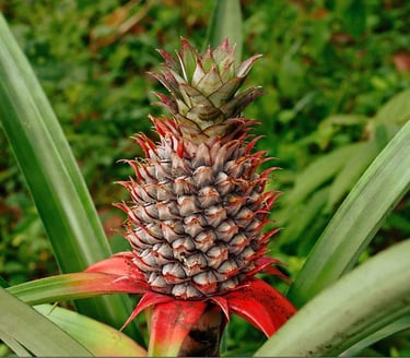 pineapple