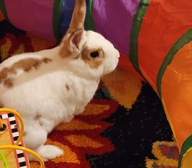 Rabbit boarding near me in Silver Spring with Ensure Pet Care