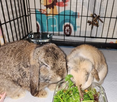 Ensure pet care drop in bunny visits, pet sitter bonded and insured
