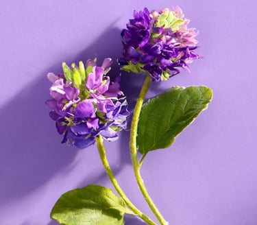 Bakuchiol - Psoralea corylifolia 