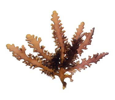 Osmundea spectabilis