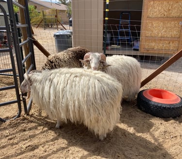 Navajo-Churro rams before shearing. One year of wool growth.