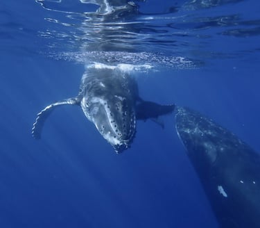 a humpback whale with her calf