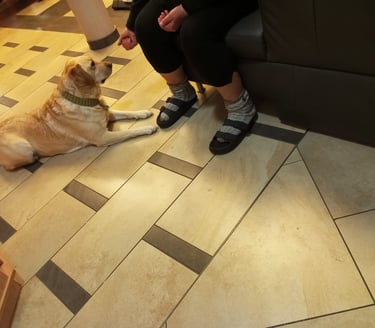 Labradorhündin Bonny wartet artig, bevor sie das Leckerchen nimmt