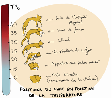 humorous drawing of cat positions depending on temperature