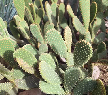 green Bunny Ear cacti