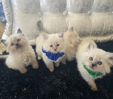 Texas Siberian kittens