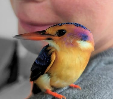 a rescued bird perched on Fran's shoulder
