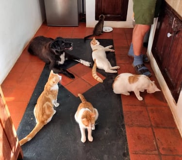 Dan standing in the kitchen with cats for dinner