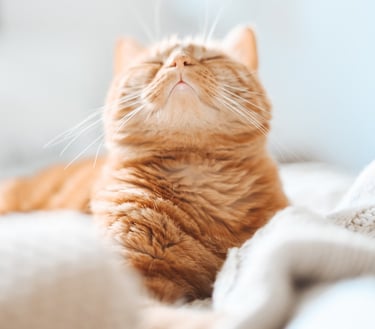 Kissa makaa sängyllä silmät kiinni, symboloiden rauhallista yhteyttä