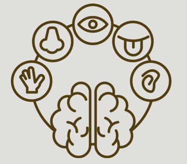 Picture of the brain connected to pictures of the five senses