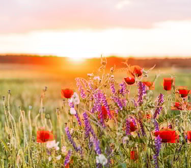 champs fleuri au coucher de soleil