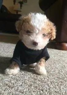 maltipoo puppies for sale in a black t shirt