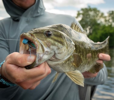 Small Mouth Fly Fishing in Tennessee 