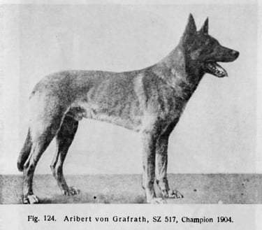 Historique du berger blanc suisse white shepherd Airbert von Grafrath