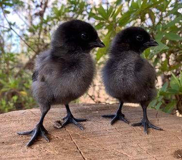 ayam cemani chicks for sale