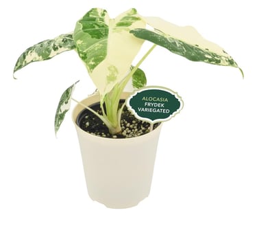 Alocasia micholitziana ‘Frydek’ growing in LECA semi-hydroponic setup to promote oxygen-rich roots