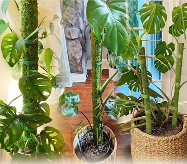 Classic round sphagnum moss pole used to support Monstera and climbing houseplants indoors.