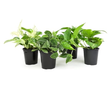 Climbing pothos growing in airy chunky aroid soil mix for strong root development indoors.