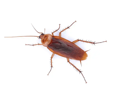 an image of an american roach for identification