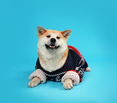 Akita color miel con blanco con sueter navideño y fondo azul claro