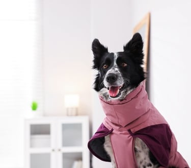 Un Border Collie blanco y negro que lleva puesto un abrigo impermeable rosa para perros