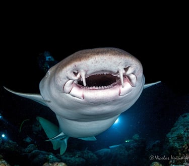 Gueule requin nourrice