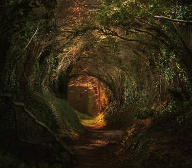 Waldpfad der wie ein Tunnel aussieht